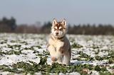 SIBERIAN HUSKY 256